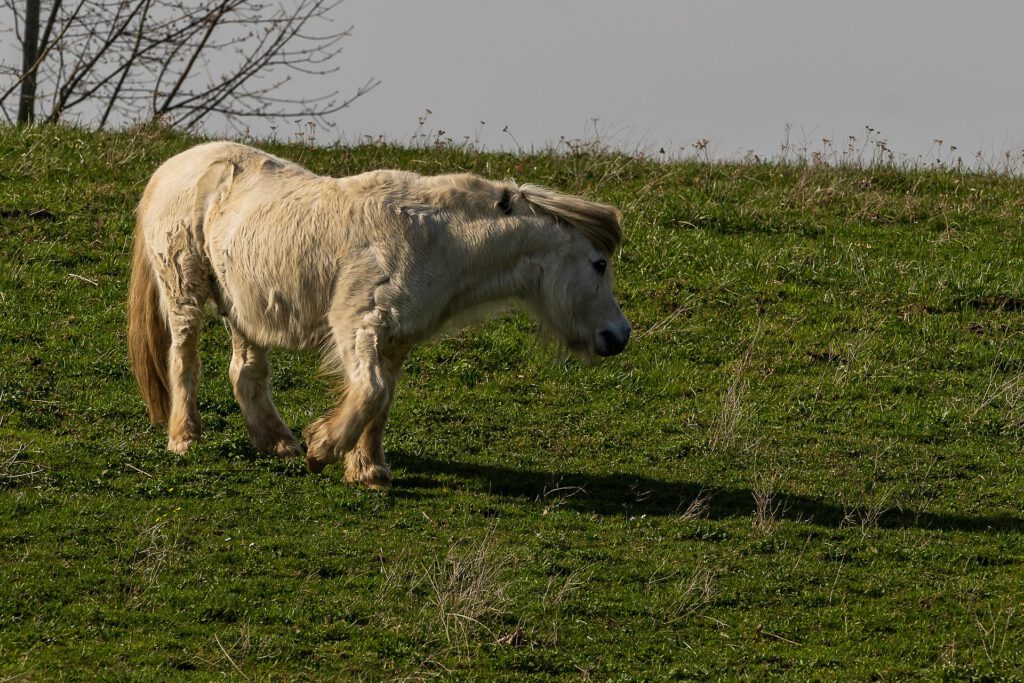 Cushing beim Pferd